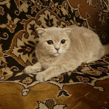 Кошки: Шотландская — 1