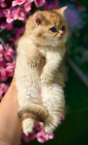 Pişiklər: Şotland — 5