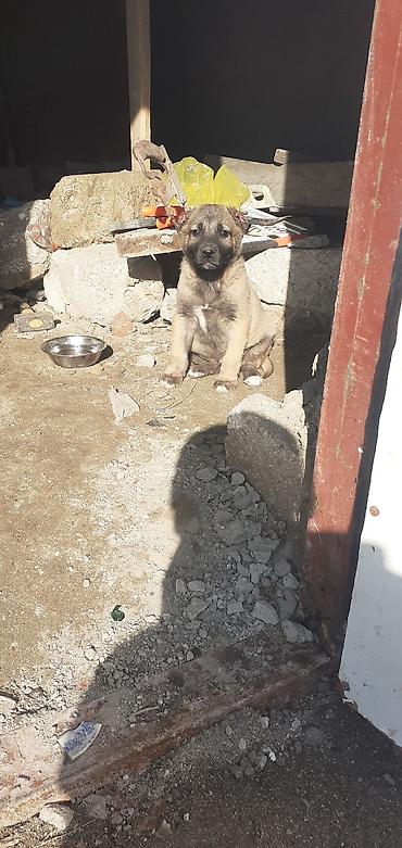 İtlər: Kanqal, 1 ay, Erkek — 3