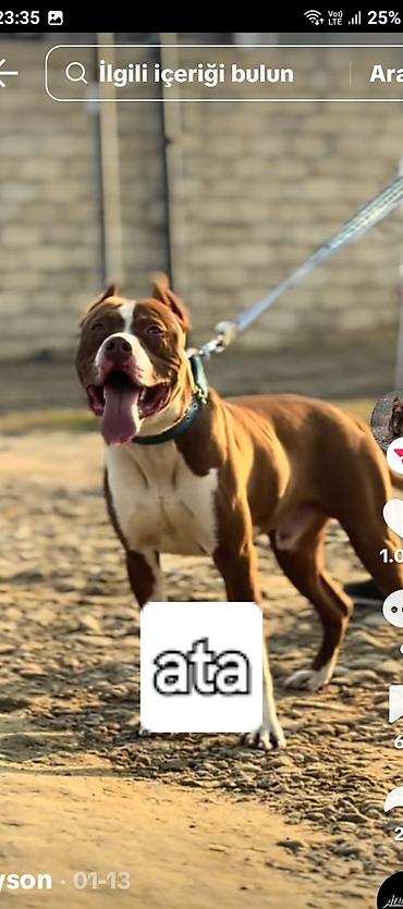 İtlər: Pitbul, Peyvəndli — 13