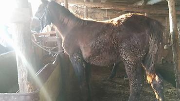 Лошади, кони: Продаю | Кобыла (самка) | На забой, Для разведения — 7