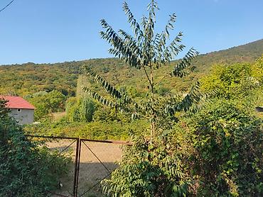 bina az buzovna: Tikinti, Mülkiyyətçi, Kupça (Çıxarış) — 4