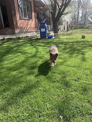 Продажа собак: Лайка, 3 месяца, Самец — 26