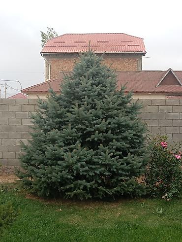 Продаются красивые ёлки для участка В продаже 4 хвойных дерева: 🔹 at lalafo.kg Продаются красивые ёлки для участка В продаже 4 хвойных дерева: 🔹