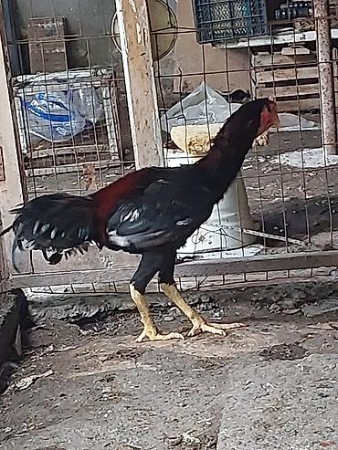 Xoruzlar: Xoruz, il: <1, Ünvandan götürmə, Ödənişli çatdırılma — 7