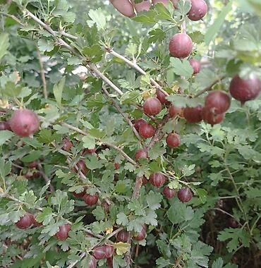 соус: Крыжовник красноплодный (сортовой куст). Остались кусты 3-х летка — 6