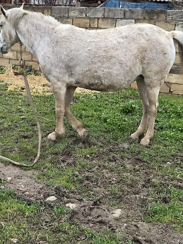 Atlar: Dişi, il: 7 — 5