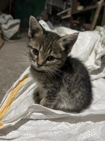 потерялся кот: Беспородная, 1 месяц, Девочка, Серый, Приучена к лотку