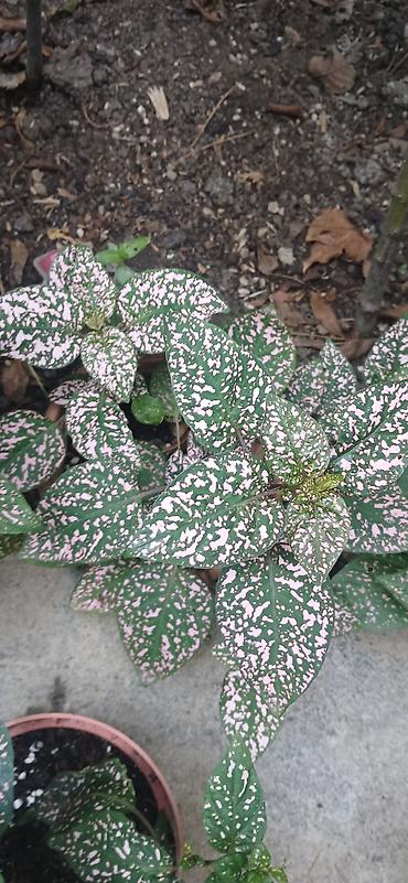 bitki dermanlari: Hipestes (Hypoestes phyllostachya) – “çəkilli yarpaq” dekorativ bitki — 4