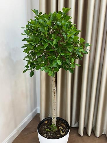 Продажа квартир: 2 комнаты, 50 м², Элитка, 9 этаж, Дизайнерский ремонт — 20