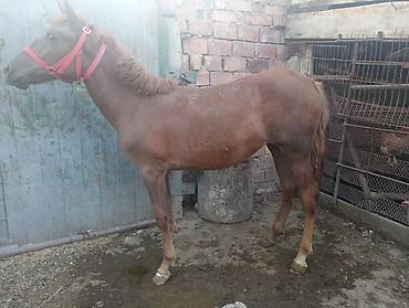 кони самка: Продаю | Жеребец — 6