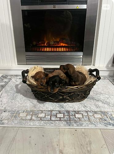 Psi: Patuljasti jazavičari kratkodlaki Patuljasti jazavičari kratkodlaki — 8