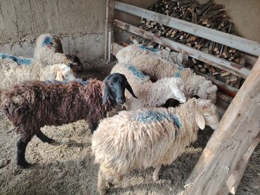 продаю музоо торпок корова самка бык самец айрширская ангус алатауская на забой для разведения на откорм племенные нетель привязанные: Продаю | Ягненок, Баран (самец) | Полукровка | На забой, Для разведения, Для шерсти | Кастрированные