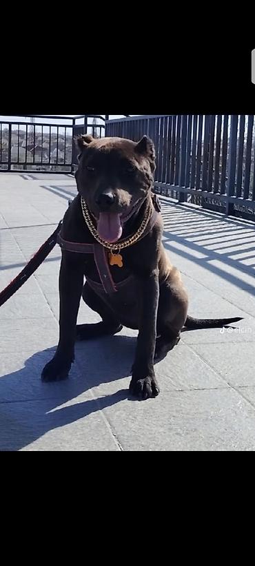 İtlər: Pitbul, 2 ay, Erkək, Peyvəndli, Ünvandan götürmə — 3