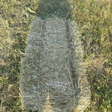 Зерновые культуры: Беде Беде Беде Клевер Клевер доставка укладка эсть. туки метровые — 8