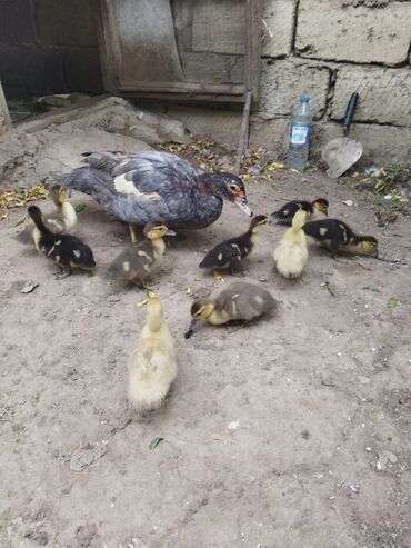 yeni doğulmuş pişik balası: Lal Ordek. Macar. Krasnadar Sort. Agir Cekili. Goy Reng Mirvari Reng