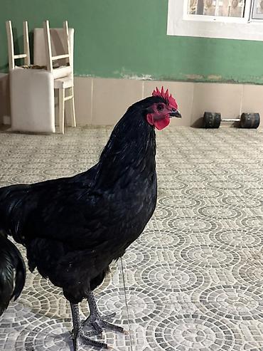 Digər quşlar: Avusturolokk Cinsii — 2