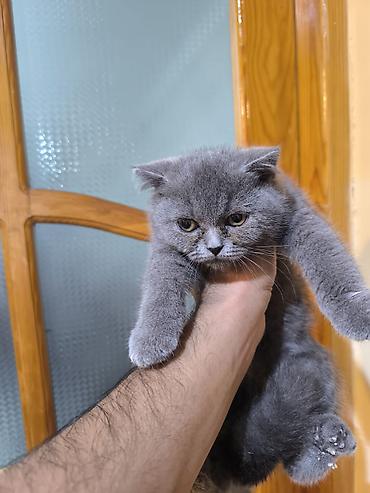 şirin pişikler: Şotland, Erkək, Yaxşı əllərə, Pulsuz çatdırılma — 1
