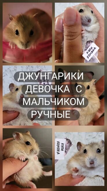 декоративный кролик: 250 сом за двоих Джунгарские хомячки ручные Пара 250 сом цена за