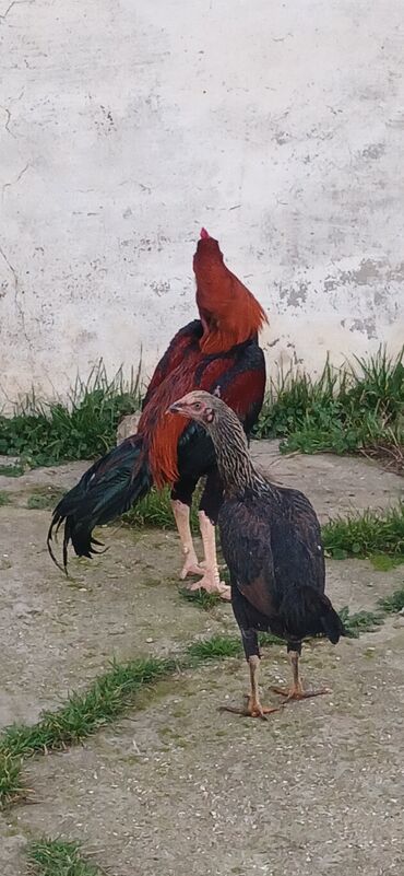 Toyuqlar: Toyuq, Damazlıq, Ödənişli çatdırılma — 7