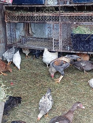 Продам с/х животных: Продаю | Петух, Цыплята, Куры | Полубрама, Брама, Дакан | Несушки, Для разведения — 1