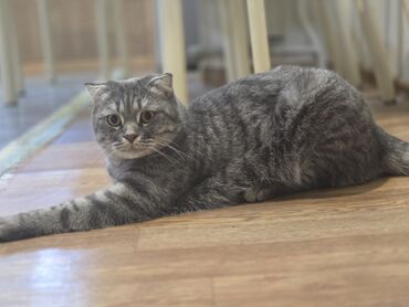 американский вислоухий кот: Продаётся котёнок, 1 г., порода - Британская вислоухая