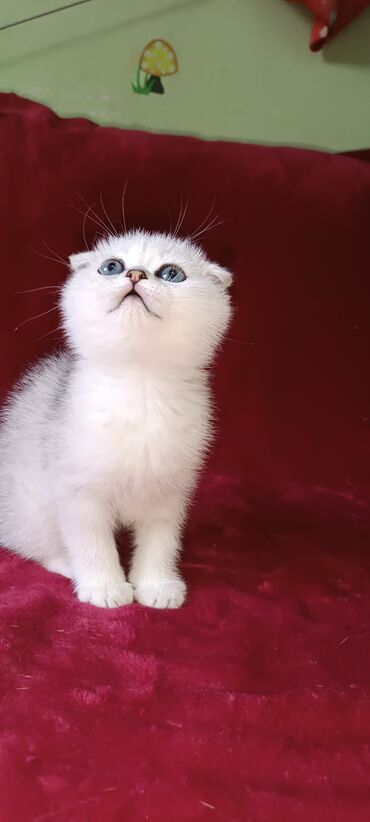 мел для животных: Продается шотландский котенок Скоттиш Фолд Окрас серебристая
