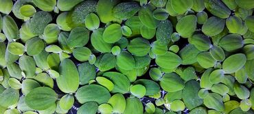 аквариумные растения бишкек: Продается Пистия (Водяной салат) или аквариумная кувшинка. Красивое