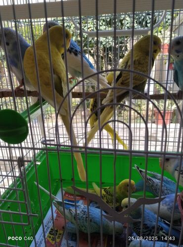 qaşqaldaq quşu: Dalmatin və klassik rəng çeşidlərində dalğıc quşları (budaqlar