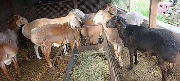 Баран, овца: Продаю | Баран (самец) | На забой, Для разведения at lalafo.kg — 2 Баран, овца: Продаю | Баран (самец) | На забой, Для разведения — 2