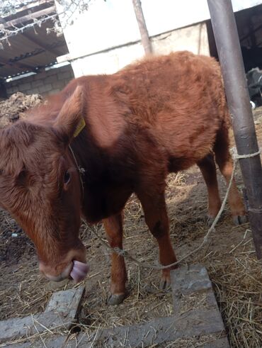 Dana, buzov: Damazlıq ve etlik danalar satılır unvan bine — 4