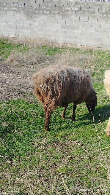 Баран, овца: Продаю | Овца (самка) | Для разведения | Матка — 12