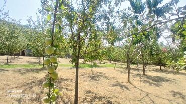 Torpaq sahələrinin satışı: Kənd təsərrüfatı — 8