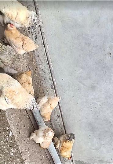 ördək balası və cücə: Burama colpalari satilir.Xoruz,Fere.Fereleri yumurtlayir.3-4 kilo et — 2