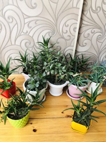 Otaq bitkiləri: Müxtəlif rəngli qablarda olan müxtəlif növ aloe və pul ağacları təklif