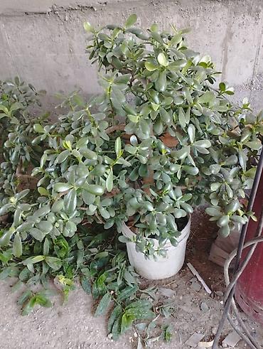 Крупное комнатное растение — денежное дерево (Crassula ovata