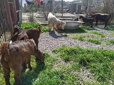 Digər kənd təsərrüfatı heyvanları: Hələb keçiləri satılır.2ana 5bala — 1