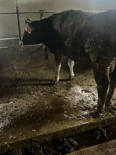 Коровы, быки: Продаю | Бык (самец) | На откорм | Привязанные — 8