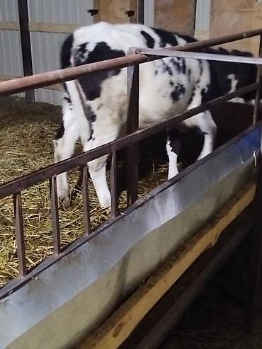 Коровы, быки: Продаю | Музоо, торпок | На откорм — 3