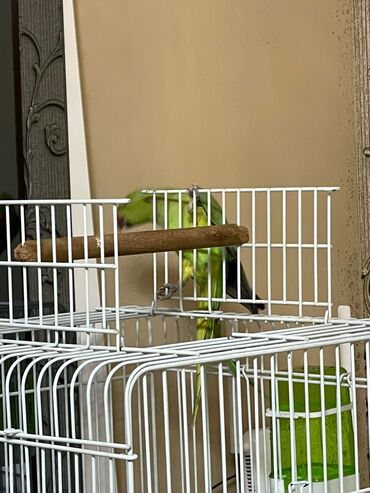 Tutuquşları: Ojerelya Arjelya Ajarelya Ojeralya Tutuquşu Yaşıl Pakıstan Tutuquşu — 9