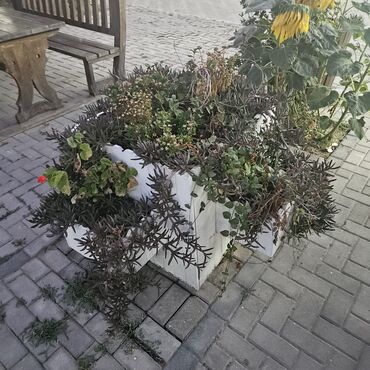 Tinglər: 4 eded ağ dipcekdi.6 edet karişni.bu veziyyetde.hamisi birlikde 700