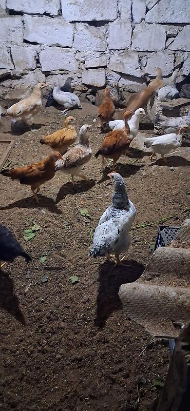 cuce satişi: Toyuq cücələri, Damazlıq — 4