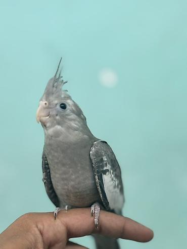 xas: Nimdaşah (Cockatiel) – boz rəngli, başda xas xarakterik toqqa, qara — 3