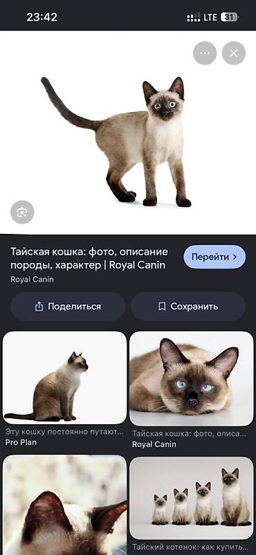 pitomnik temir: Отдам кошечку в хорошие руки. К нам в дом пришла кошка, но у одного — 4