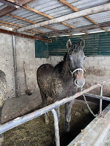 Лошади, кони: Продаю | Жеребец | Полукровка | Для разведения — 2