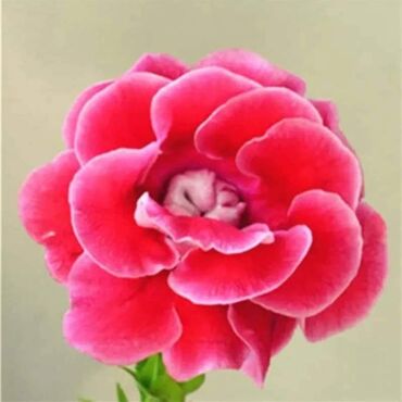 Semena i sadnice: Cena 650din / 5semenki — 5