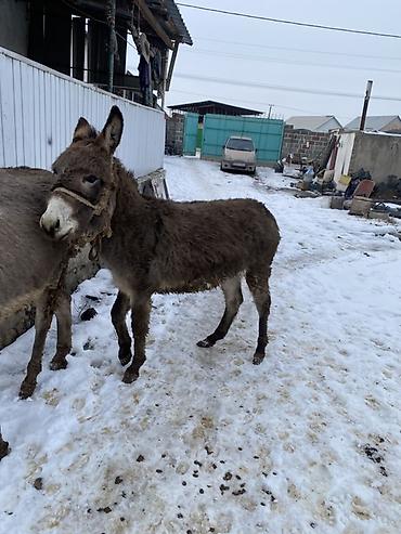 Другие с/х животные: Осел с серым окрасом шерсти, находящийся на заснеженной территории — 4