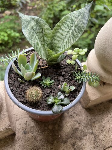 Otaq bitkiləri: Her nov guler var endirimnen verecem Gencedi istiyen yazsin satiş -da lalafo.az — 9 Otaq bitkiləri: Her nov guler var endirimnen verecem Gencedi istiyen yazsin satiş — 9