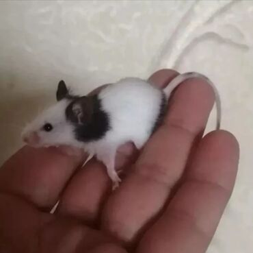 Мыши: Продаются бамбуковые мышки. самый маленький грызун всего 3 см. Есть