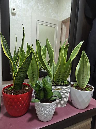 Антуриумы: Антуриум Андре (Anthurium andreanum) в декоративном кашпо. - — 9